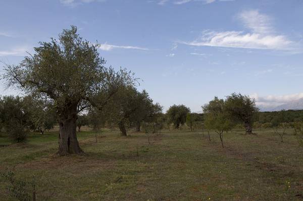 2o2: A small part of our olive gardens. These olives have been there since at least the late 1800s. Some of them, about a hundred, are over 200 years old.